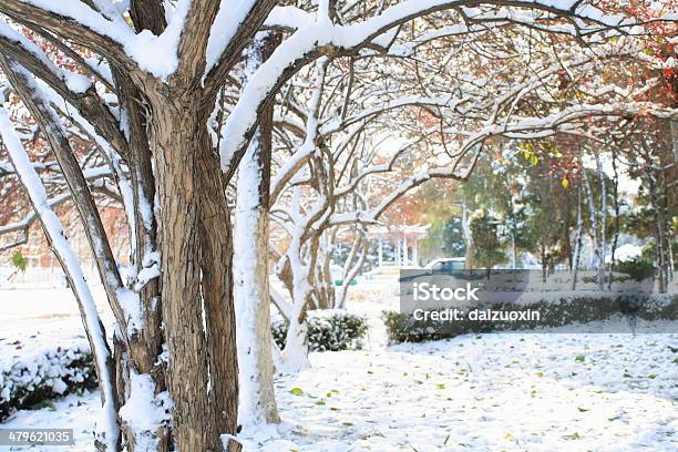 Snow Covered Tree Stock Photo - Download Image Now - Backgrounds, Bare Tree, Beauty