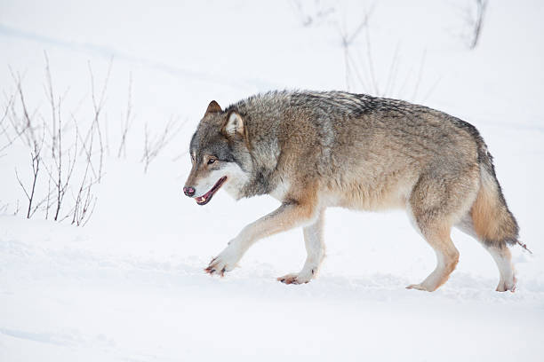 istock Lonely wolf walking in the snow 479621185