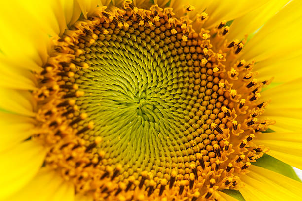 istock Sunflowers in Lopburi, Thailand 479621213