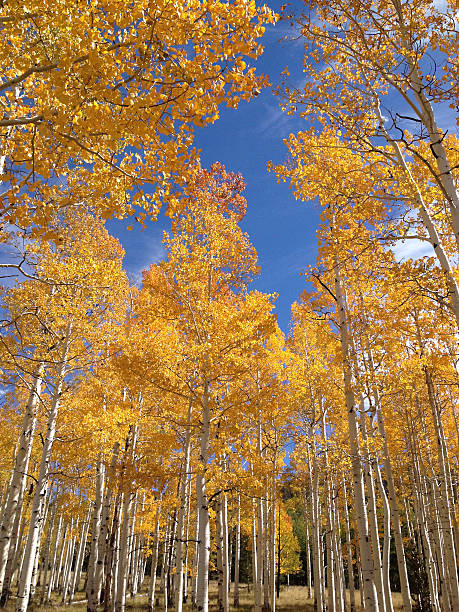 istock Classic Aspen View and Autumn Colors in the US 479621421