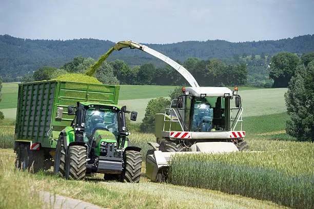 Forage harvester with chopped material transporter during harvesting of grain as whole crop silage for biogas production 