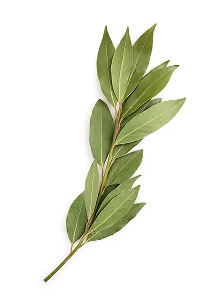 bay leaf branch isolated