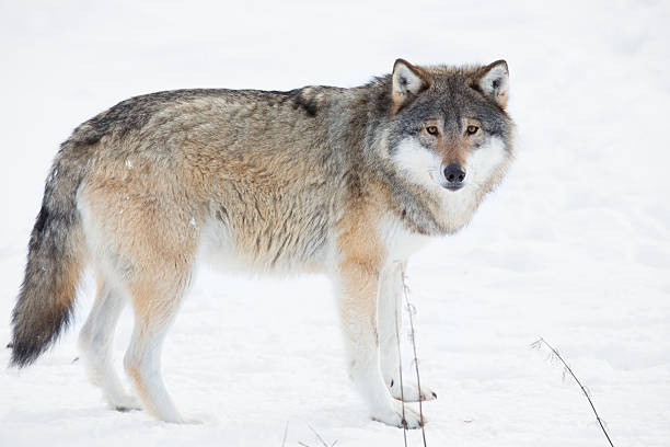 lobo em pé na neve - wolf norway woods winter - fotografias e filmes do acervo