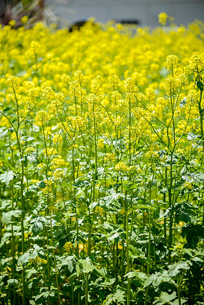 istock Yellow rapeseed in the field 479622627