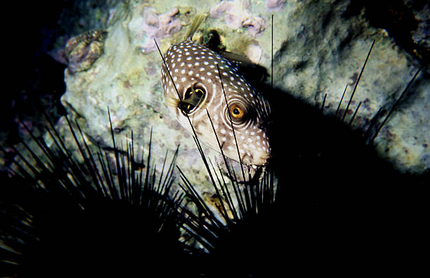 istock Bristly puffer fish at Coral Beach, Red Sea. Arothron Hispidus 479623146