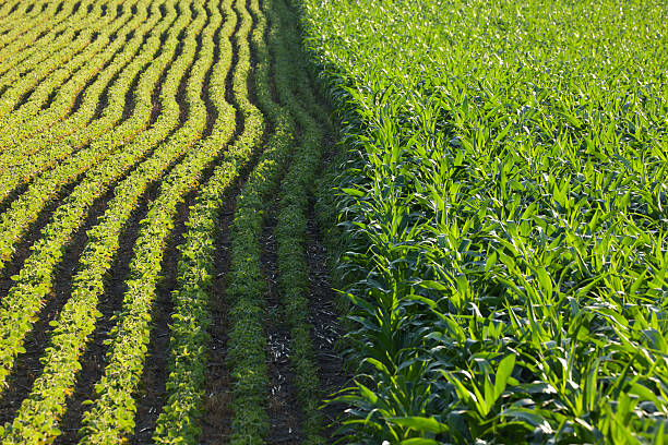 Rows of corn and soybeans in afternoon sunlight