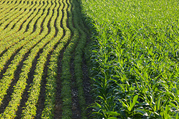 Rows of corn and soybeans in afternoon sunlight stock photo