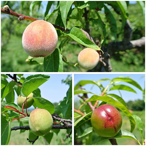 istock Unripe green peaches, nectarines and apricots fruit collage 479625782