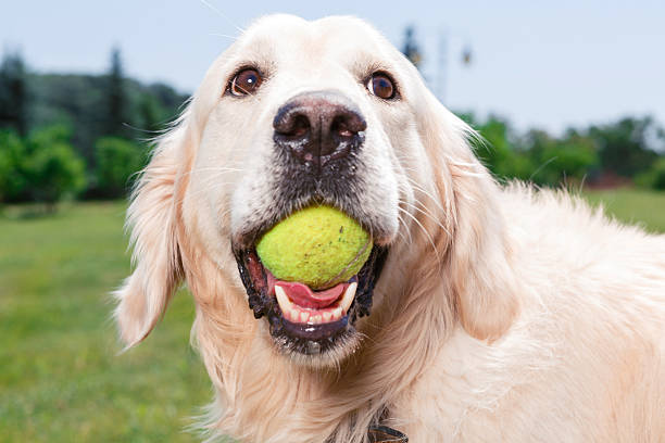 istock Portrait of a golden retriever 479625878