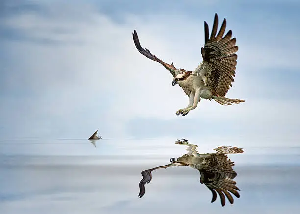 An osprey closes in on one of its favourite food items - a mullet skimming in the shallows of a warm lagoon.