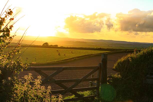 sunshine on grazers - farm gate foto e immagini stock