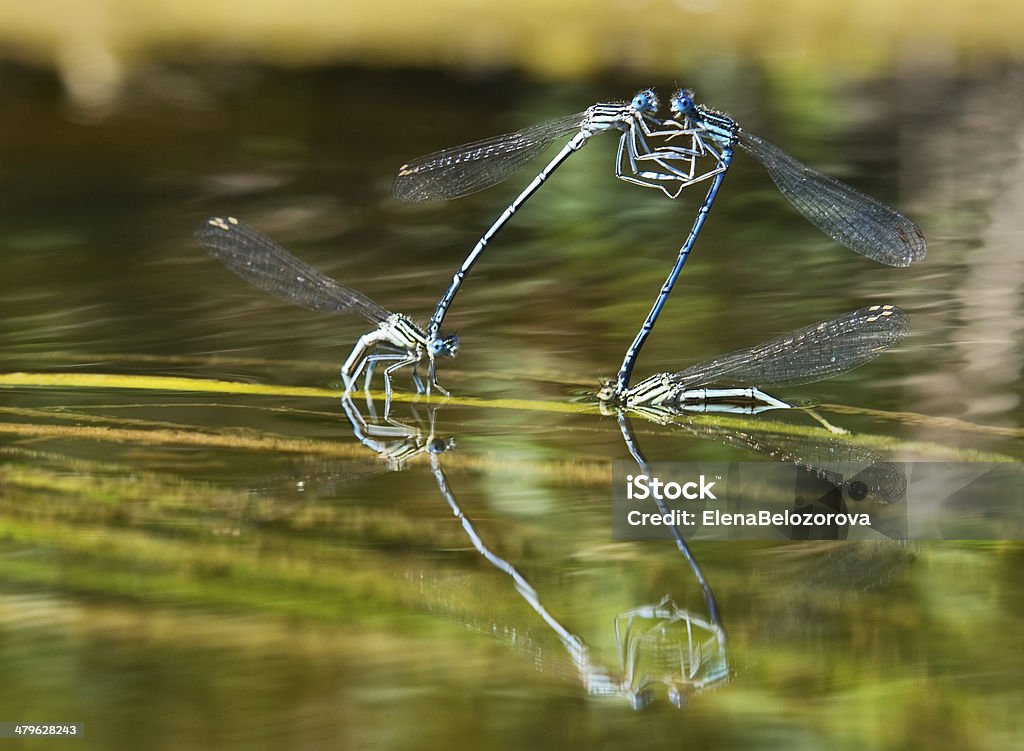 Luta de dragonflies. - Royalty-free Agressão Foto de stock