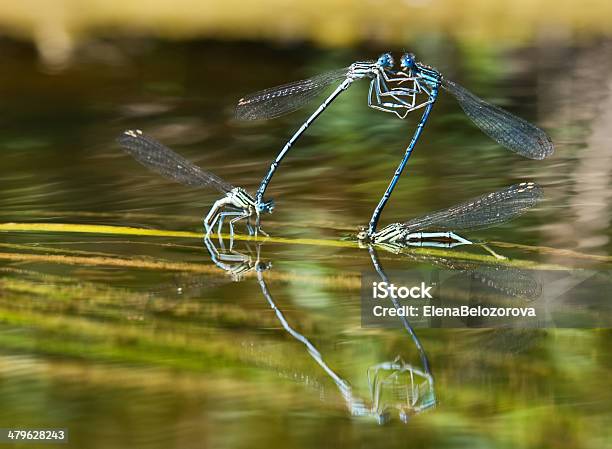 Luta De Dragonflies - Fotografias de stock e mais imagens de Agressão - Agressão, Animal, Asa de animal