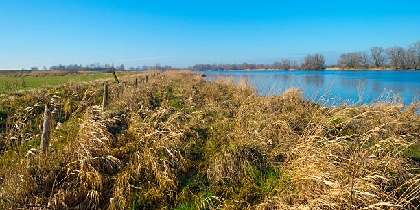 istock Grass and reed on the shore of a river 479628333