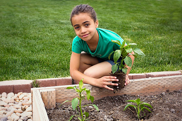 giovane ragazza piantare un nuovo stabilimento in giardino - gardening child vegetable garden vegetable foto e immagini stock