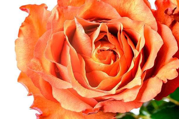 istock Close up of rose petals 479628555