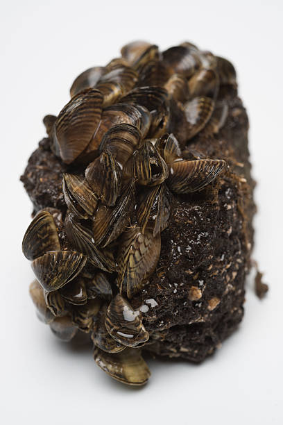 Zebra Mussel Freshwater Invasive Species stock photo