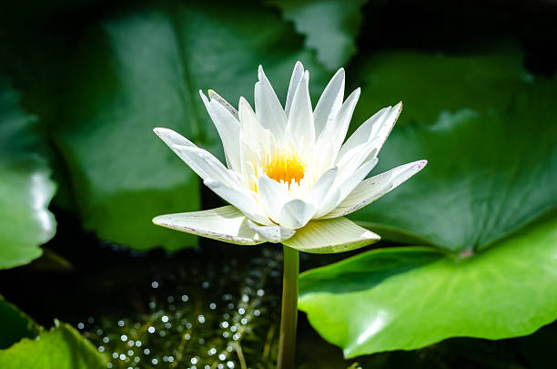 istock beautiful white  lotus flower in pond 479629326
