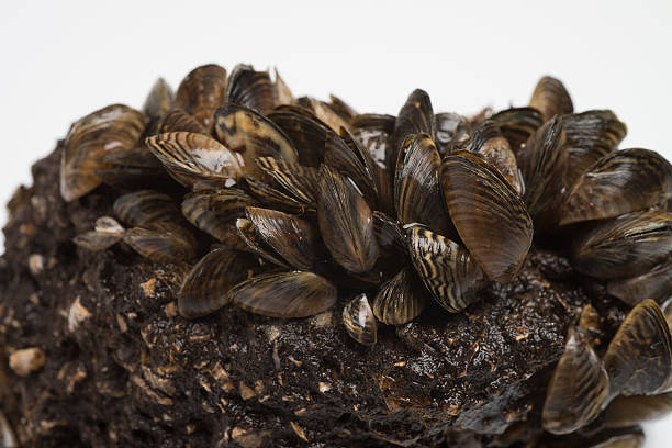 Zebra Mussel Freshwater Invasive Species stock photo