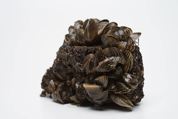 istock Zebra Mussel Freshwater Invasive Species 479629329