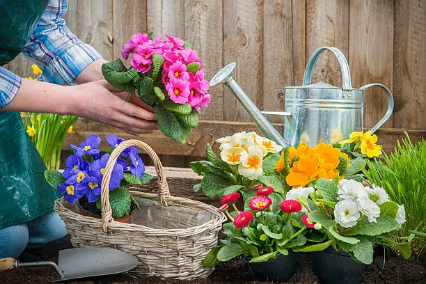 Gardeners hands planting flowers in pot with dirt or soil at back yard