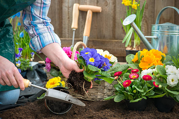 istock Gardener planting flowers 479629975
