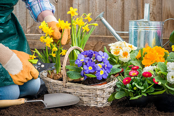 istock Gardener planting flowers 479630263