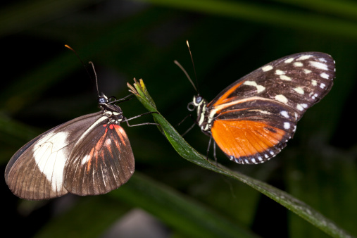 Pair of butterfly.  Focus on the left side one.