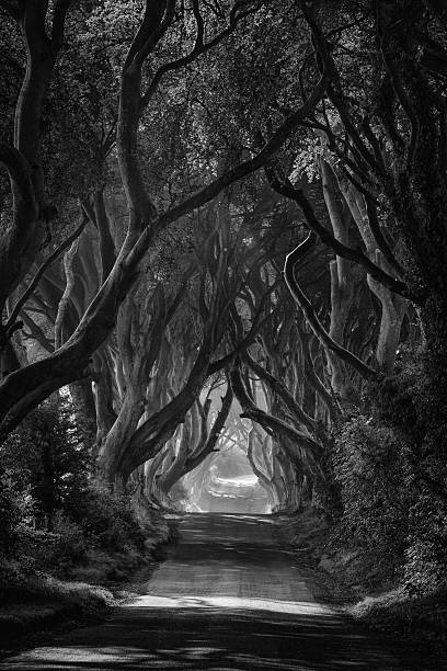 istock Dark Hedges in shades of grey 479631120