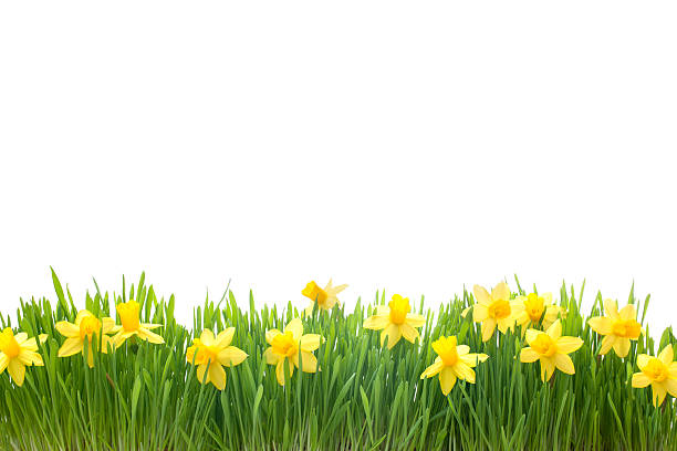 narcisse fleurs de printemps dans l'herbe verte - daffodil bouquet isolated on white petal photos et images de collection