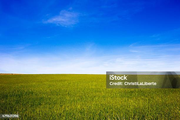 Vivid Green Pasture Under A Blue Sky Stock Photo - Download Image Now - 2015, Agricultural Field, Agriculture