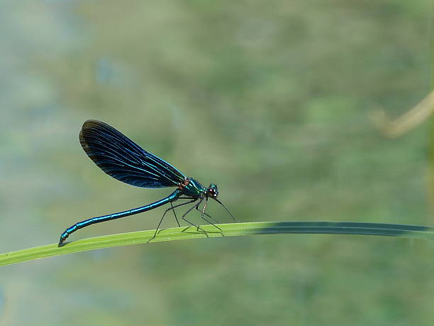 istock Beautiful closed Blue-winged Demoiselle  Calopteryx virgo 479631436