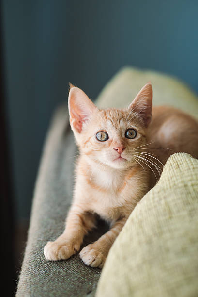 istock Little orange cat on the top of a couch 479632314