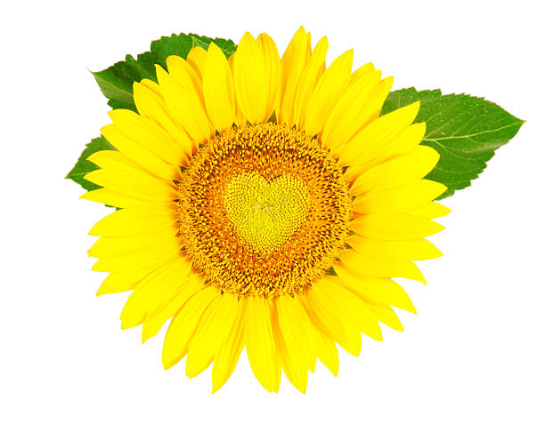 słonecznik - sunflower hearts zdjęcia i obrazy z banku zdjęć