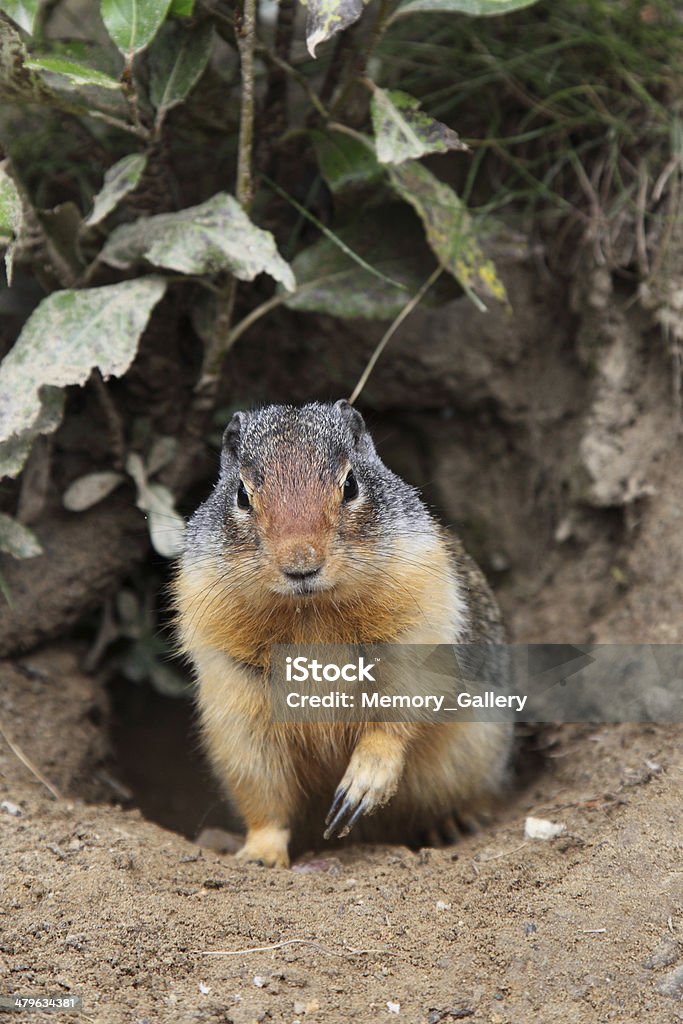 Canada Ground Squirrel Ground Squirrel of Canada Alberta Stock Photo