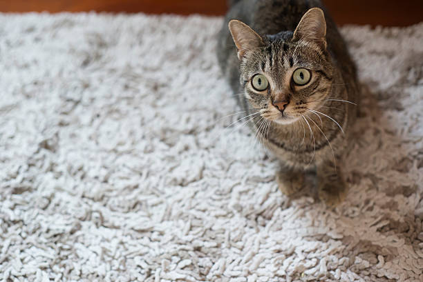 istock Tabby cat on a carpet at home. 479634460