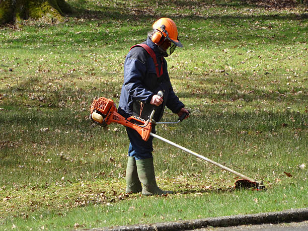 istock Image of landscape gardener strimming lawn grass / weeds in park 479634708