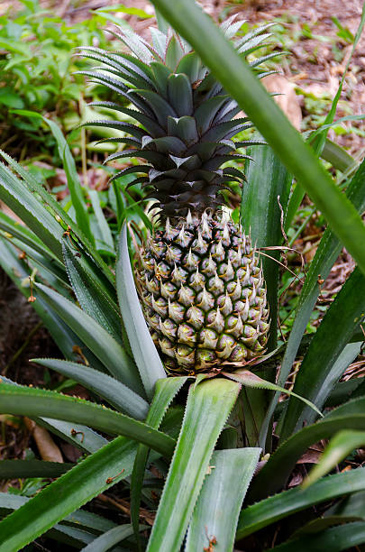 istock Green pineapple growing on a bush 479637958