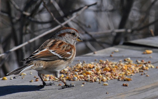 A Sparrow photographed at close proximity enjoys the sunshine and the seed.