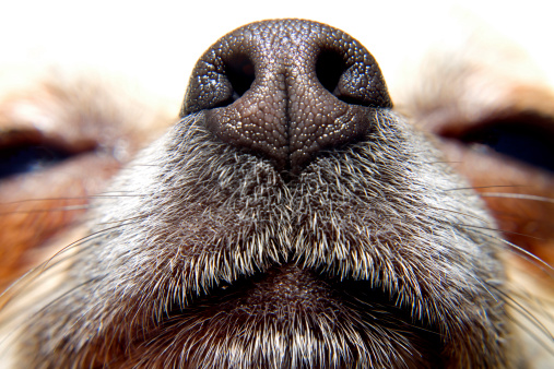 Nose of chihuahua, my lovely dog