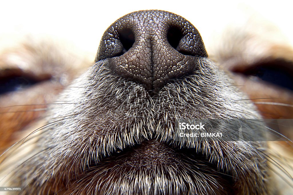 Nose of dog Nose of chihuahua, my lovely dog Dog Stock Photo
