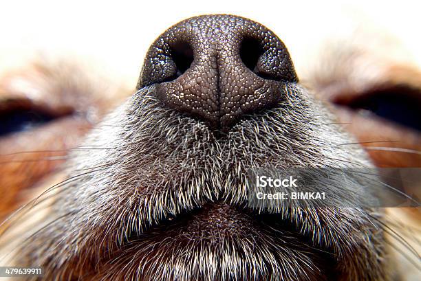 Nose Of Dog Stock Photo - Download Image Now - Dog, Nose, Snout