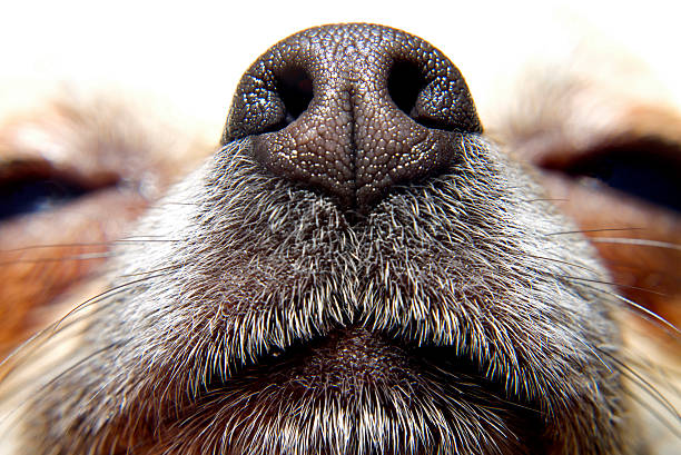 nariz de cachorro - animal nose - fotografias e filmes do acervo