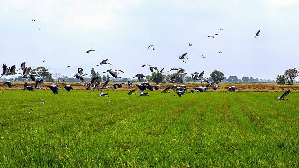 flight of birds above a rice field in Thailand stock photo