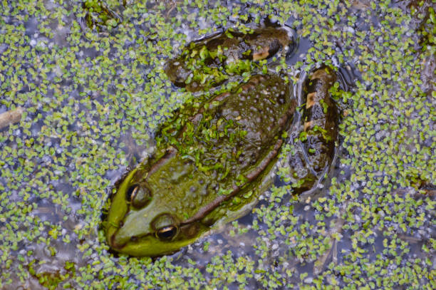 istock Marsh Frog In Duck Weed Covered Pond 479640638