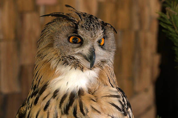 istock Close-up of eurasian eagle-owl 479640656