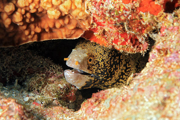 снежинка мурена - snowflake moray eel стоковые фото и изображения