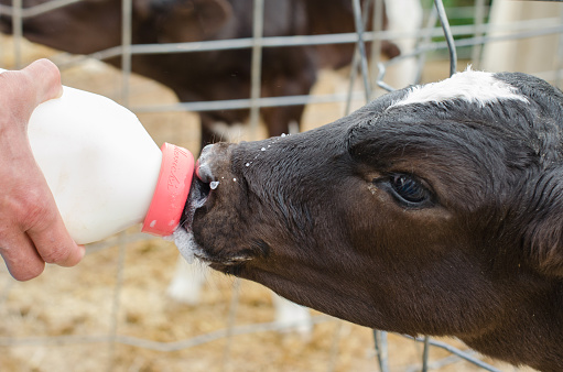 Little baby cow feeding from milk bottle.