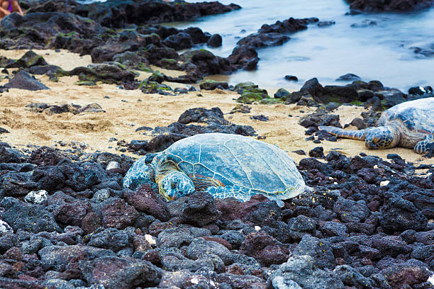 istock Green sea turtles 479646132