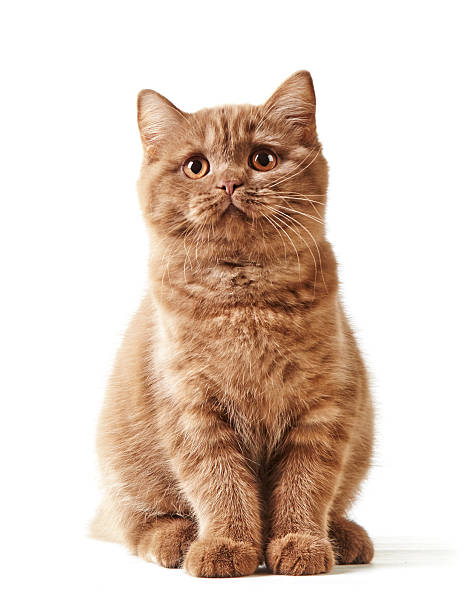 porträt von britischen kätzchen - katzenjunges fotos stock-fotos und bilder